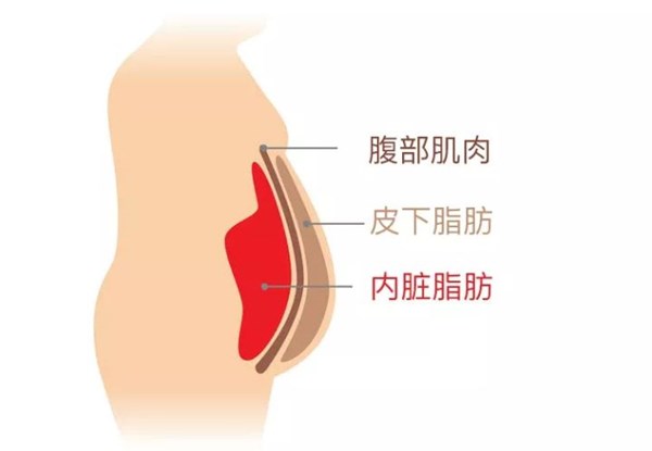 銳強(qiáng)體育為您講解:內(nèi)臟脂肪要怎么減